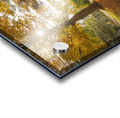 Autumn Glow Acrylic print