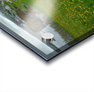 Perce dandelion field Acrylic print