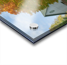 Autumn Classic Maples Acrylic print