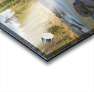 Sunwapta River Beauty Acrylic print