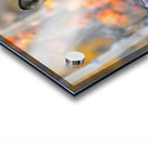 Young Crossfox in Autumn Acrylic print