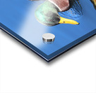 Duck Reflections Acrylic print