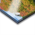 Autumn Maple Magic Acrylic print