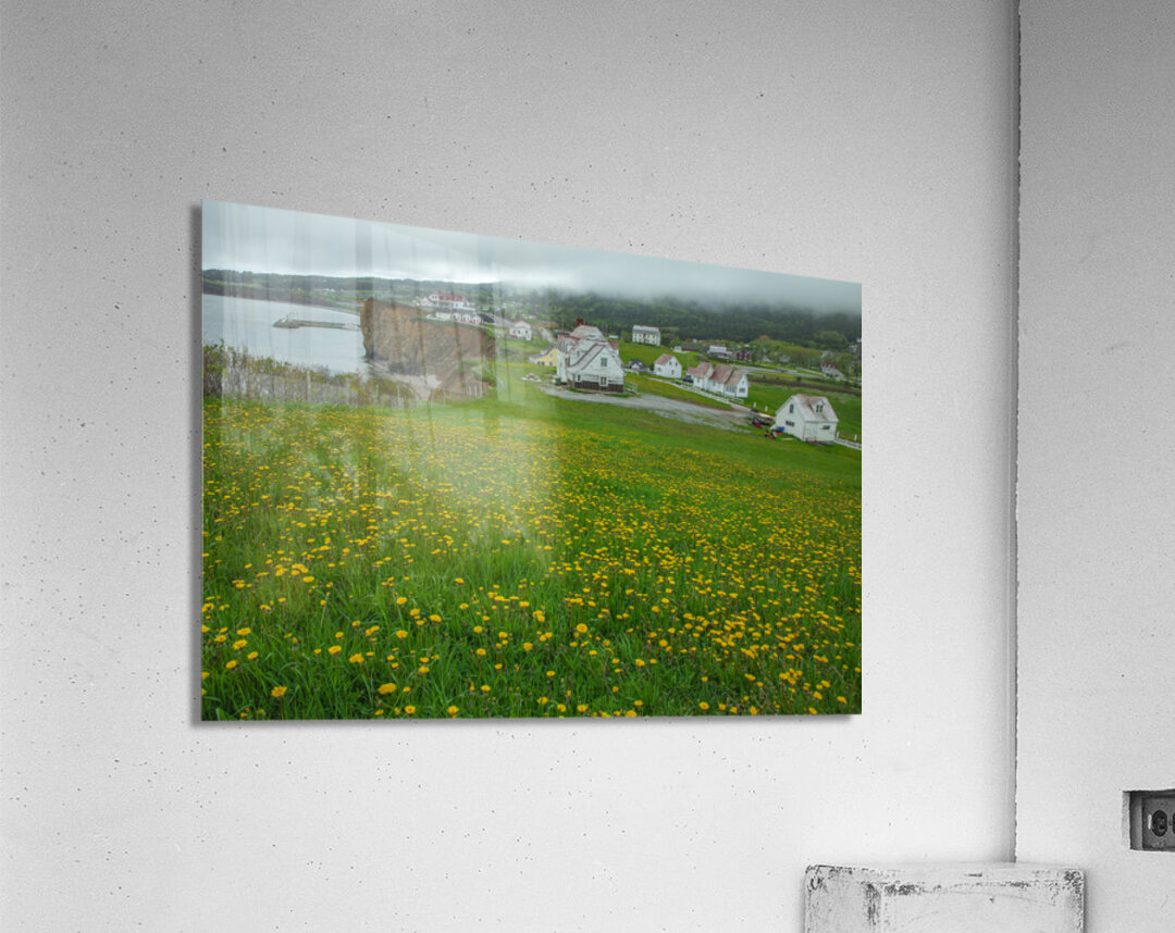 Perce dandelion field Acrylic Print