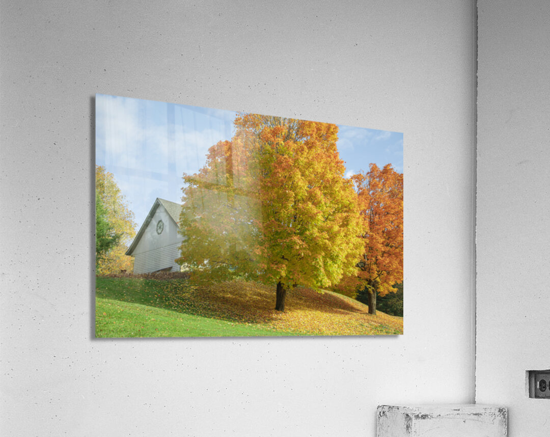 Autumn Classic Maples Acrylic Print