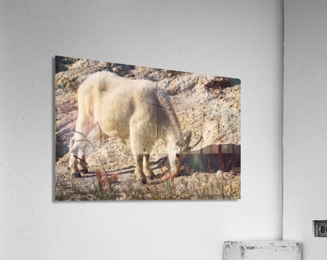 Jasper Mountain Goat Acrylic Print