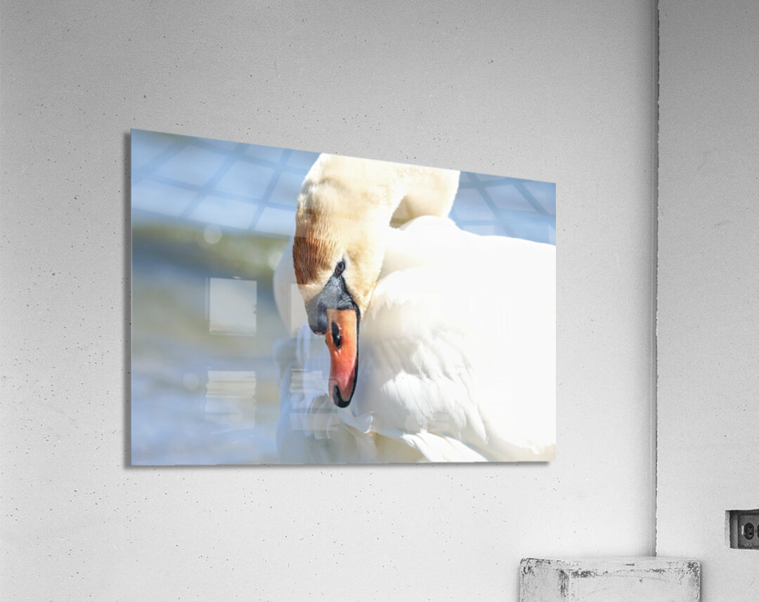 Swan Portrait Acrylic Print