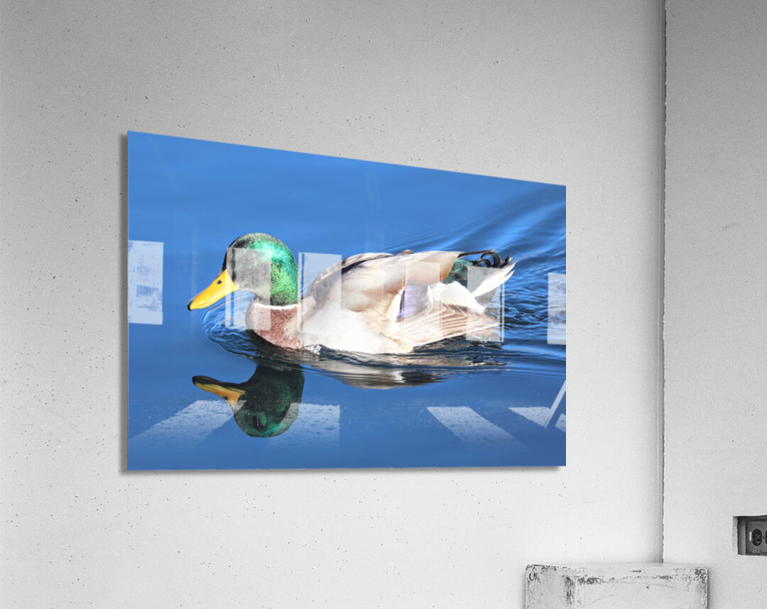 Duck Reflections Acrylic Print