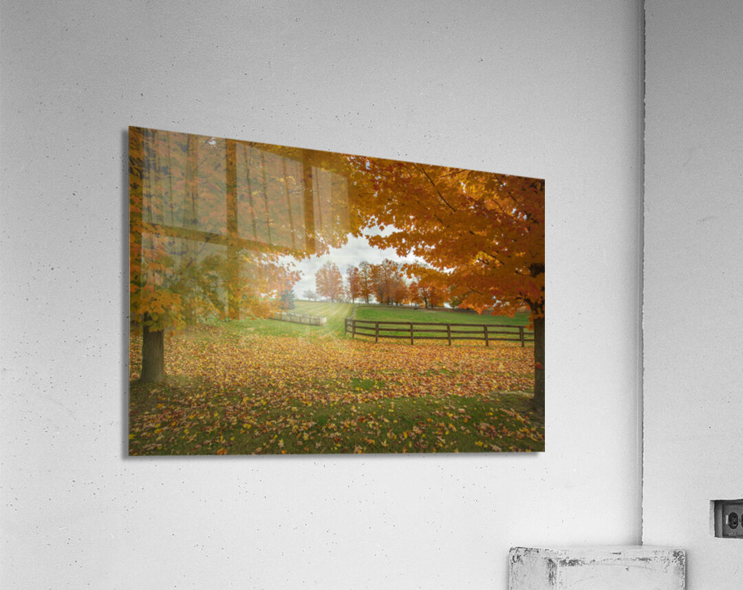 Tranquil Autumn Maple Vibrancy  Acrylic Print