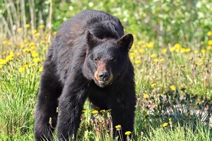 Black Bear Enjoying dandelions