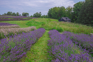 Lavender Field Dreams