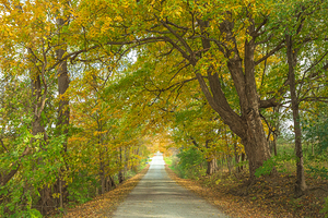 Rural Niagara Autumn Path