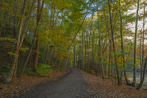 Taughannock Falls Forest Trail