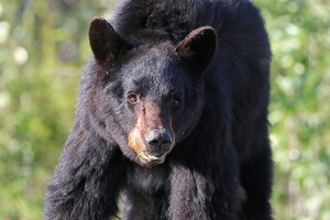 Black Bear Portrait