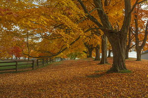 Autumn Farm Maple Pathway 