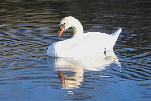 Summer Swan Reflection