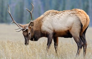 Jasper Elk