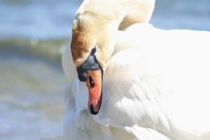 Swan Portrait