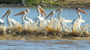 Pelicans in the Waves