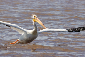 Pelican Takeoff