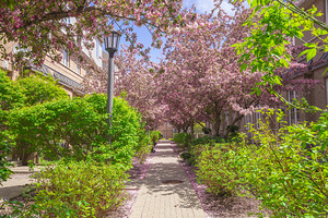 Dreamy Spring Path