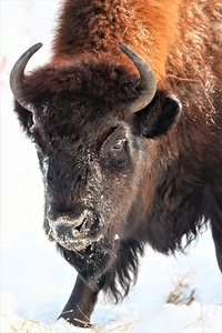 Winter Bison Portrait