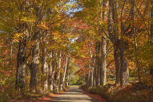 Lovers Lane Autumn Splendor
