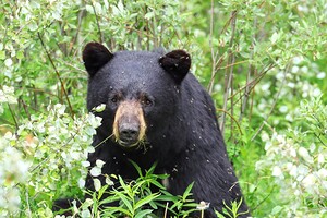 Black Bear Eating