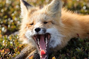Fox Yawning