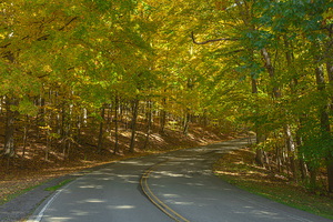 Letchworth Autumn Tree Tunnel Glow