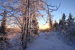 Winter Morning Frost Sunburst
