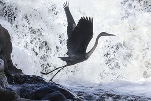 Blue Heron flight Takeoff