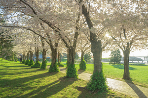 Spencer Park Cherry Blossom Splendor