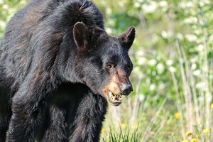 Black Bear eating grass