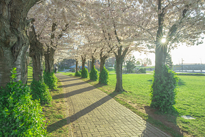 Cherry Blossom Pathway