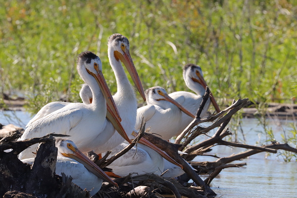 Pelicans relaxing along the Hay River  NWT by Daniel Pekar Photography