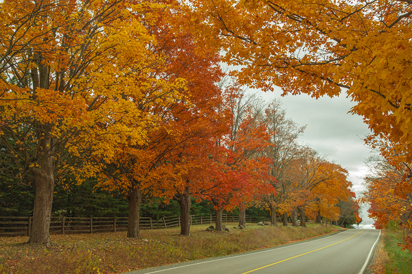 Rural Autumn Road Splendor  by Daniel Pekar Photography