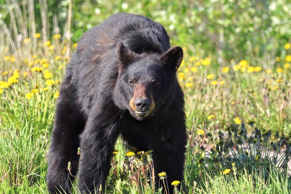 Black Bear Enjoying dandelions Print