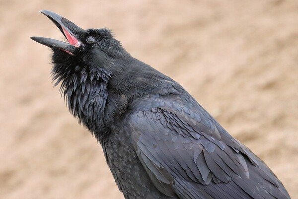 Raven singing by Daniel Pekar Photography