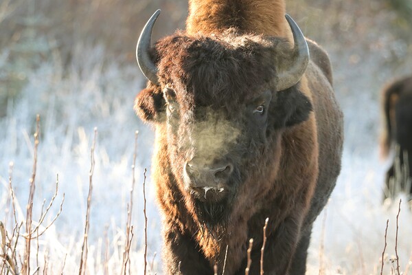 Wood Bison in Morning Frost by Daniel Pekar Photography