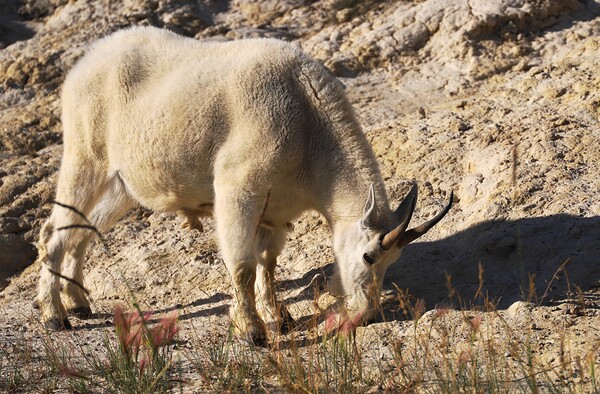 Jasper Mountain Goat by Daniel Pekar Photography