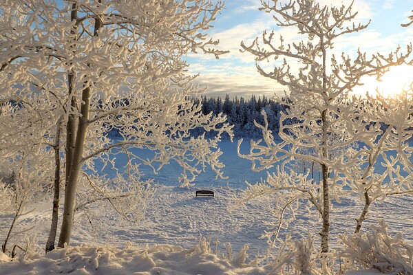 Winter wonderland frost by Daniel Pekar Photography