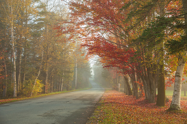 Foggy Morning Autumn Road by Daniel Pekar Photography