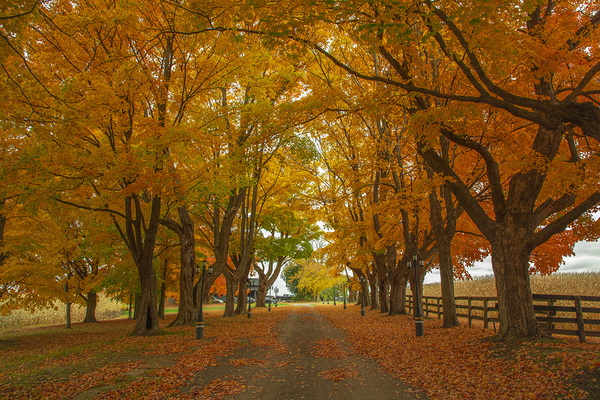 Enchanted Autumn Wonderland Pathway  Print