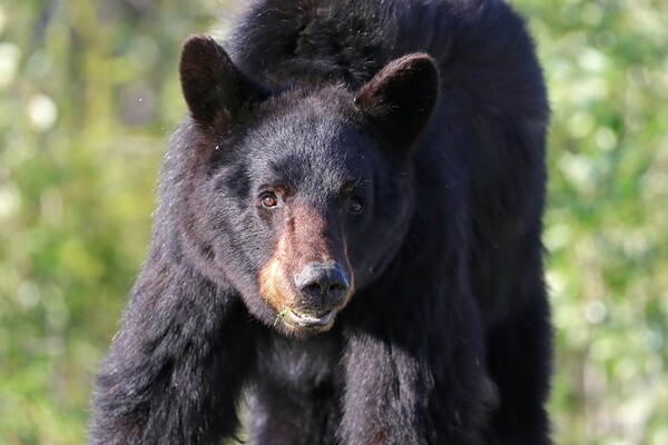 Black Bear Portrait by Daniel Pekar Photography