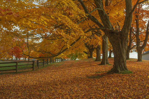 Autumn Farm Maple Pathway  Print