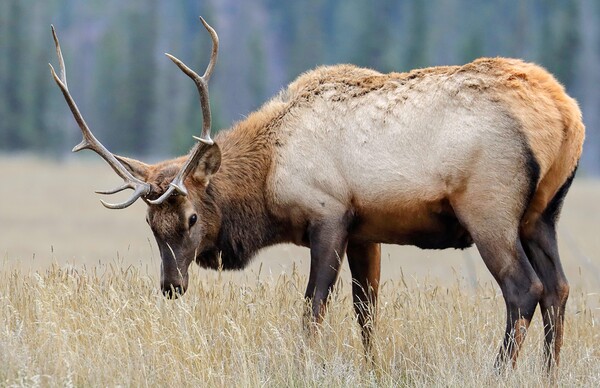 Jasper Elk Print