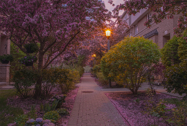 Crab apple blossom pathway by Daniel Pekar Photography