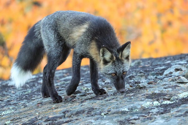 Autumn Crossfox Print