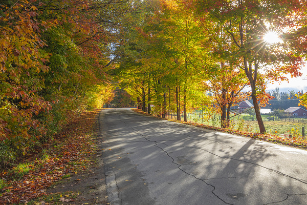 Autumn Road Morning Glow by Daniel Pekar Photography